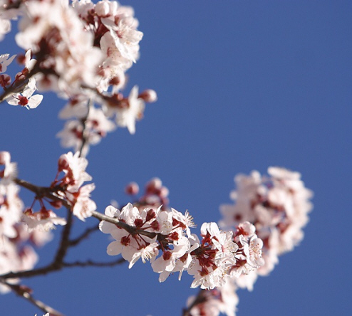 Manuka Honey